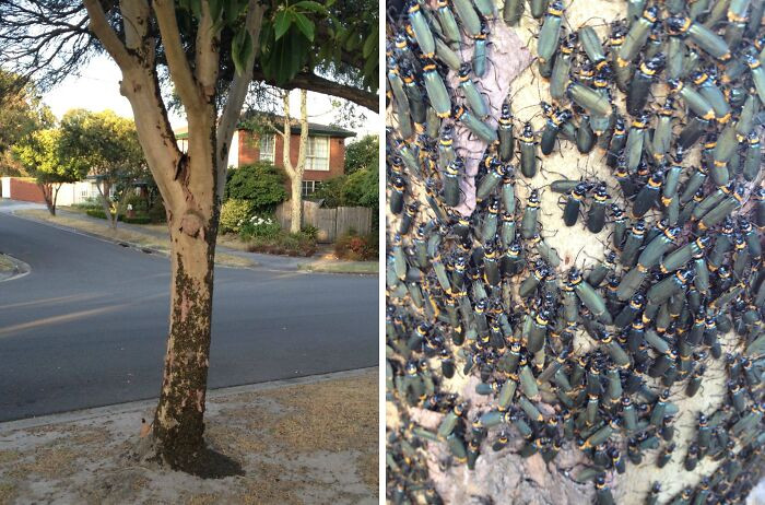 Trees In My Front Yard Were Covered In Black Stuff. Upon Further Inspection, I Saw That They Were Insects. I Had Never Seen Insects Like Them Before