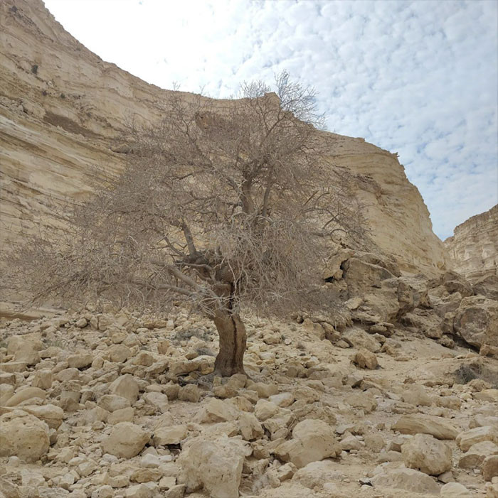 Israel National Trail, Israel - 631 Miles