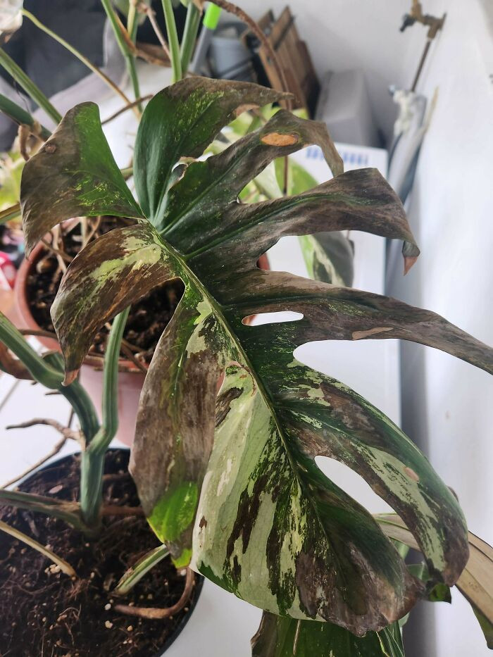 "My Boyfriend 'Helpfully' Put My Expensive Indoor Plants Outside For 'Fresh Air,' And They Got Irreparably Sunburnt :("