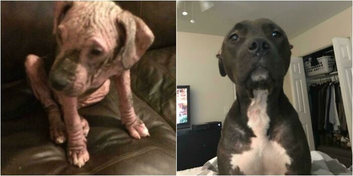 "The Day I Brought Him vs. Two Years Later. What Difference!"