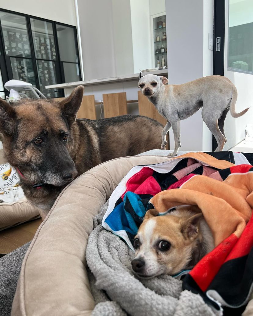 9. The trio might be down to two now, but some bonds are paw-fectly unbreakable. This furry pack won’t be forgetting King in a hurry.