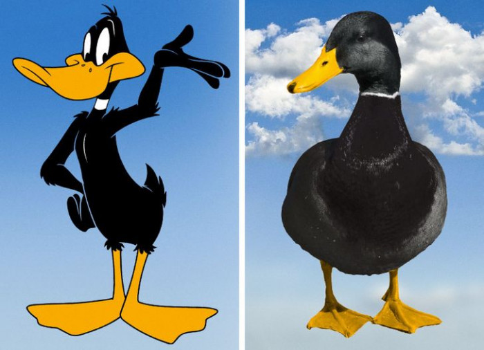 1. If you have ever wondered how Daffy Duck would look in real life, he would probably look like this: