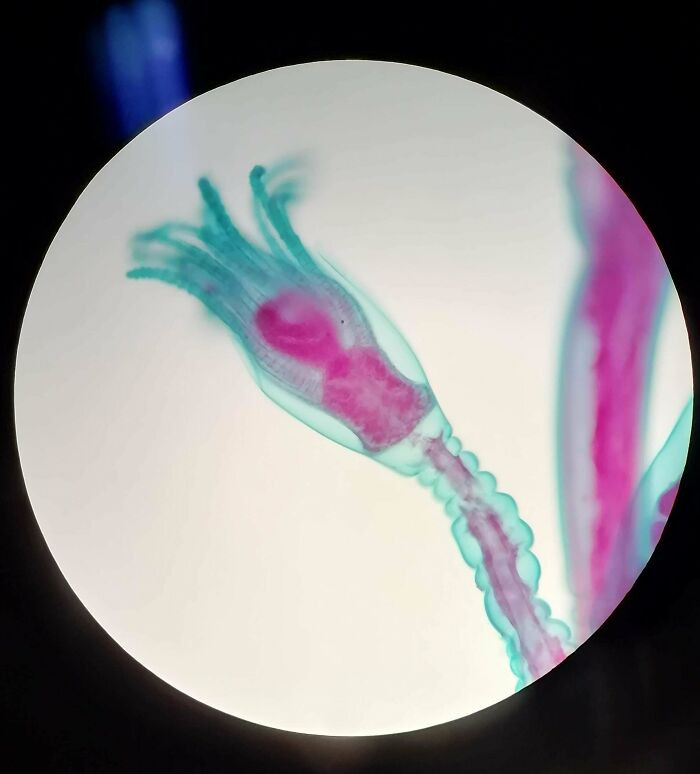 "Polyp Lifestage Of A Jellyfish (Obelia Sp., Hydrozoa, Cnidaria) I Investigated Under The Microscope. Also Called "Sea Fur"