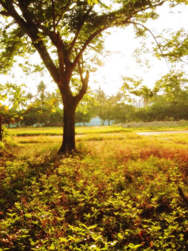 According to Swiss tradition, planting a tree outside one's home after marriage is believed to bestow good fortune and enhance fertility.