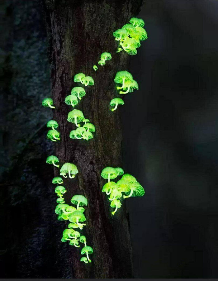 6. These magical bioluminescent fungi species are called Forest Light Mushrooms.
