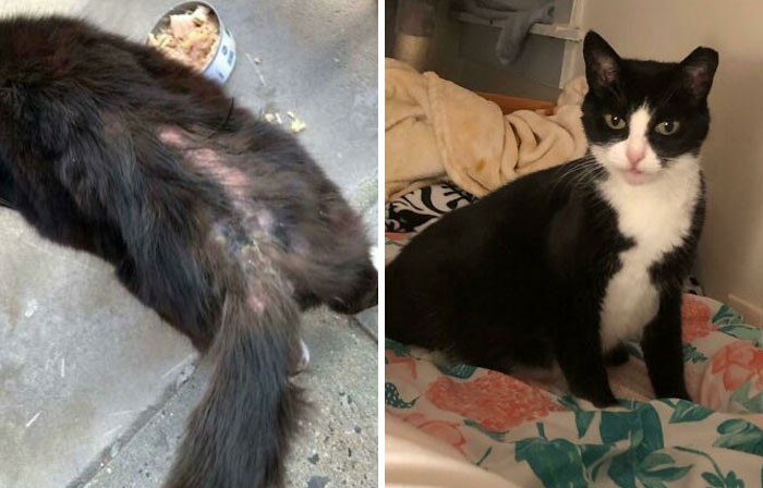 "Sweet Feral Kitty Bucky Was Found With Missing Fur And Was Losing Lots Of Weight. Four Months Later, She Has Officially Taken Over My Bed!!"