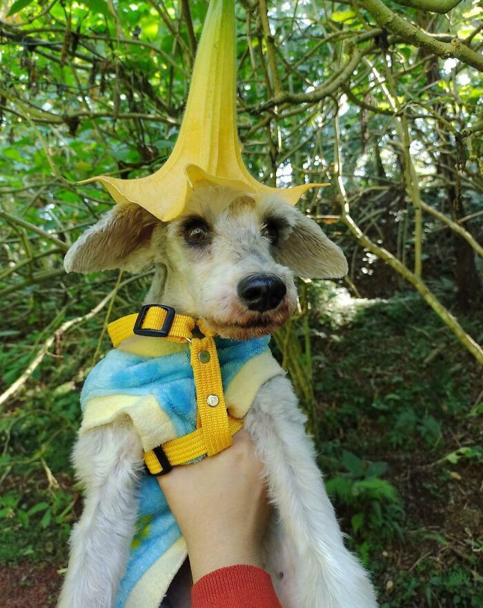 "We Found A Cute Hat For My Dog In The Woods"