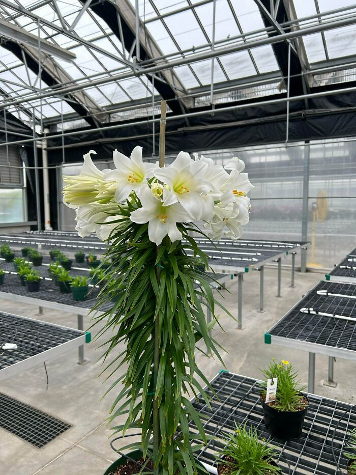 "Easter Lily Fasciation"