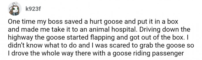 29. Another wild goose story