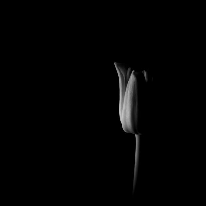 “Tulip II” By Jonathan Tudor