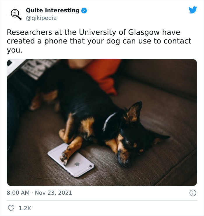 17. Who's getting a phone for their dog?