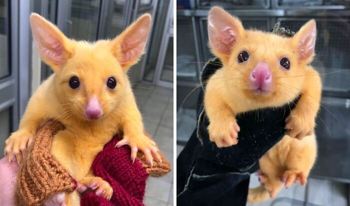 "Australian Veterinary Clinic Rescues A Golden Possum. They Named Him Pikachu"