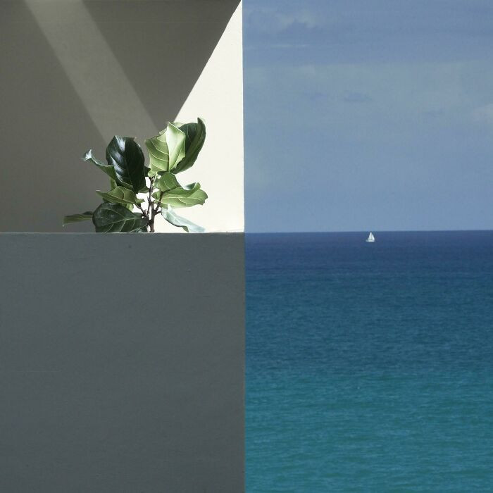 "Our Neighbors’ Balcony, And Their Ficus Tree Named Ben, Lined Up Perfectly With The Horizon"