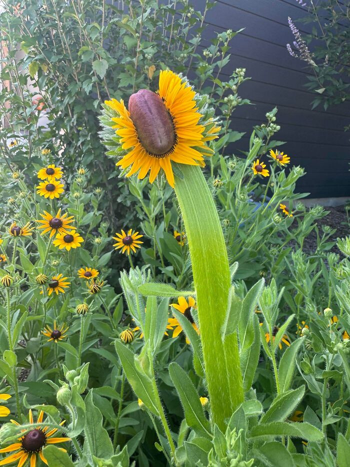 "This Brown Eyed Susan In My Sister’s Yard"