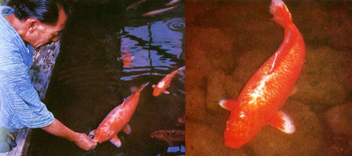 "Hanako, A Koi Fish Who Died At The Age Of 226. In 1966, Two Of Her Scales Were Removed And Extensively Studied To Determine Her Age. She Was The Longest-Living Koi Fish (C. 1751 – 7 July 1977.)"