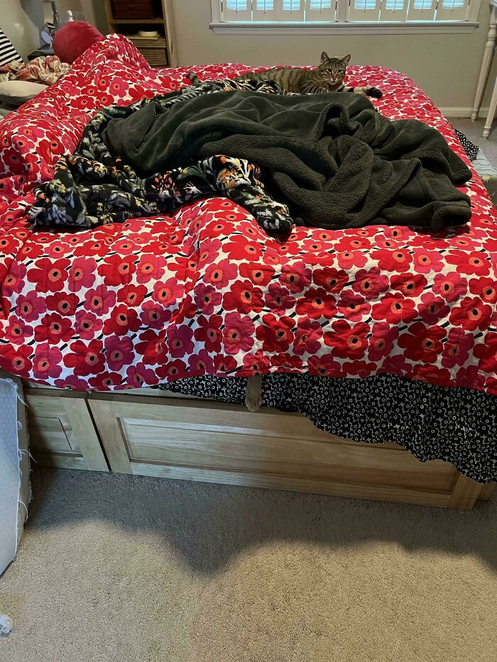 "Find the cat… no, not that one."