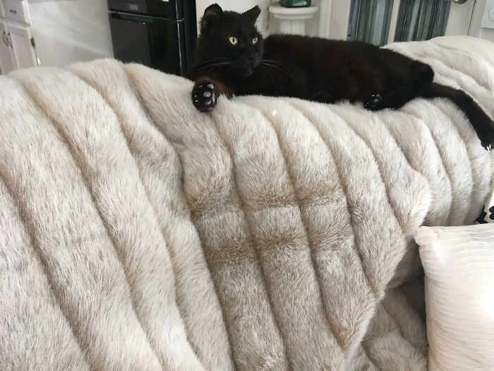 16. That blanket and cat is meant to be!