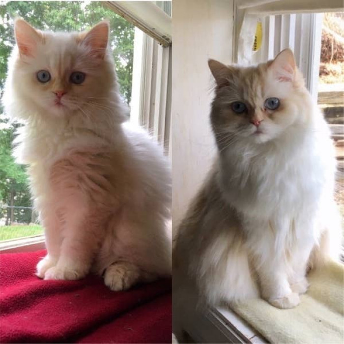 4. Creamy fur and blue eyes? What a precious puss!