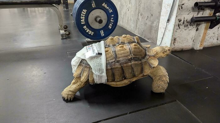 "There's A Free-Roaming Turtle With A Diaper At My Local Gym"