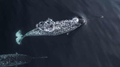 Fun Facts About Narwhals: The Real Animal Behind the Unicorn Myth