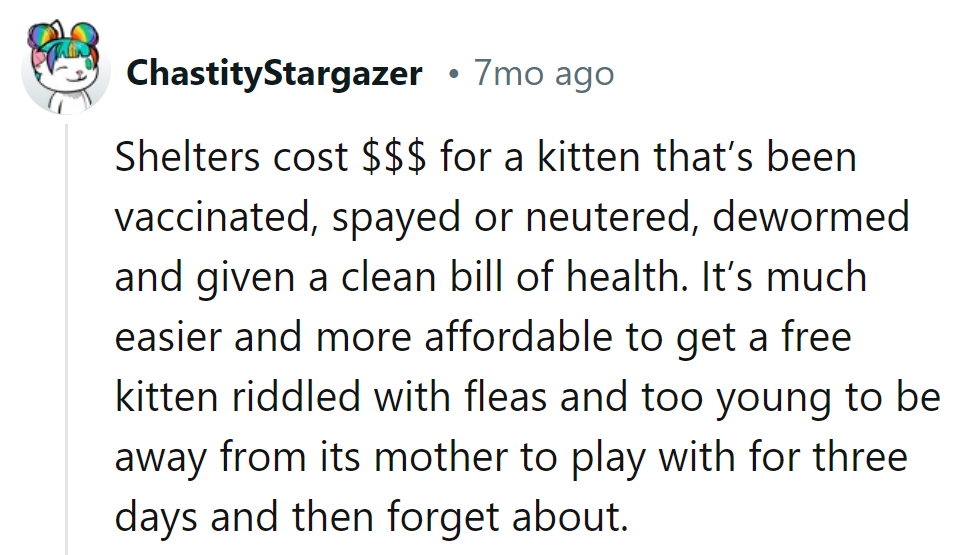 Fleas and forgetfulness: the free kitten package deal!