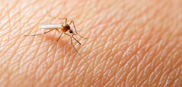 Large-Scale Sterile Mosquito Release Awaits EPA Approval