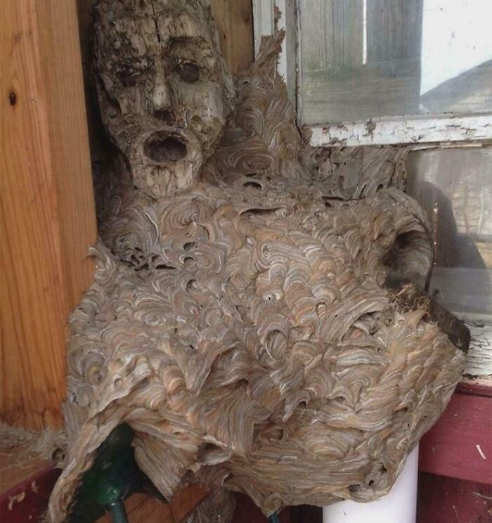 'A Wasp Colony Constructed Their Nest Around A Mask That Was Being Kept In Storage'