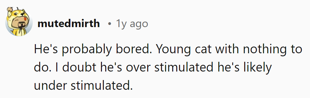 He's a bored kitty, not overstimulated—time for some feline entertainment upgrades!