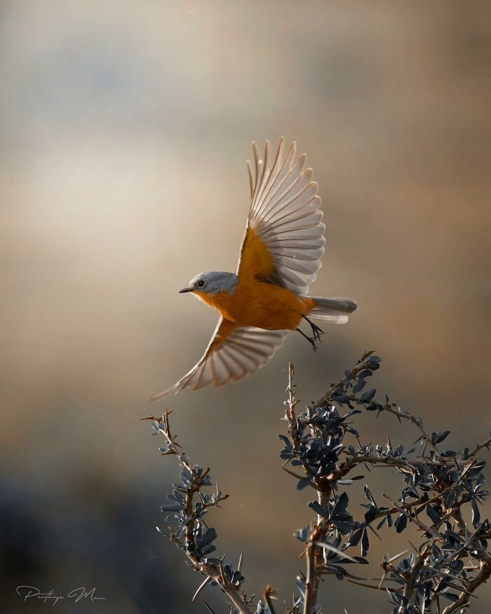 Mother African elephant with calf, framed by sunrise in Masai Mara