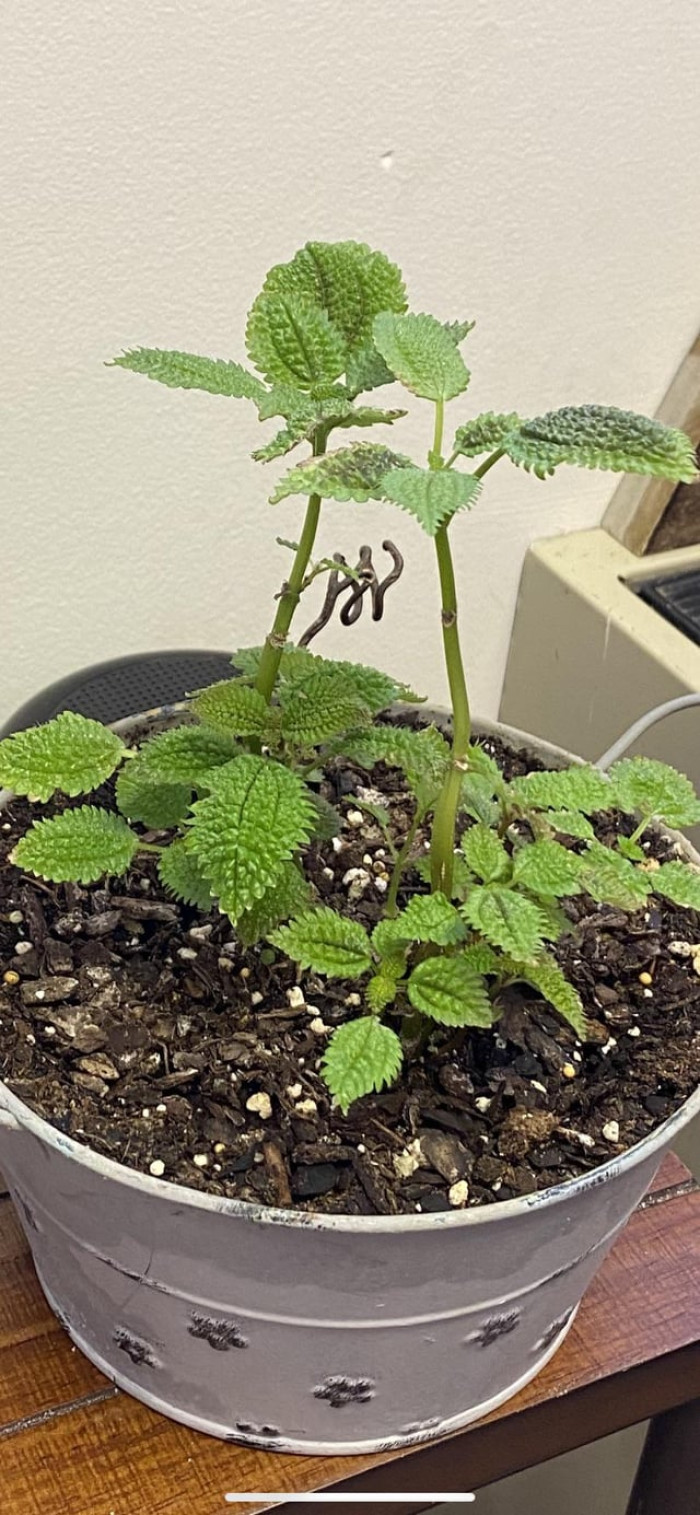 The OP posted a picture of the plant for anyone curious