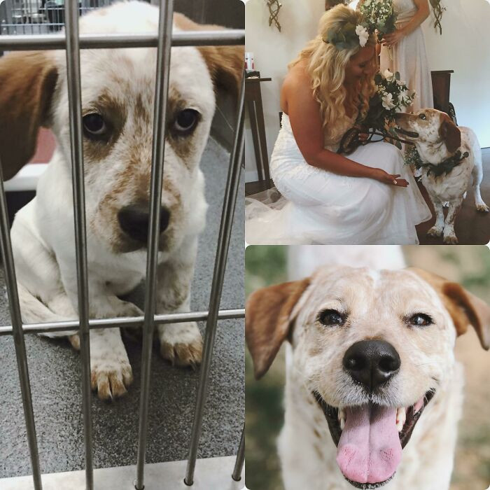"From Prison Pup To Pup Of Honor"