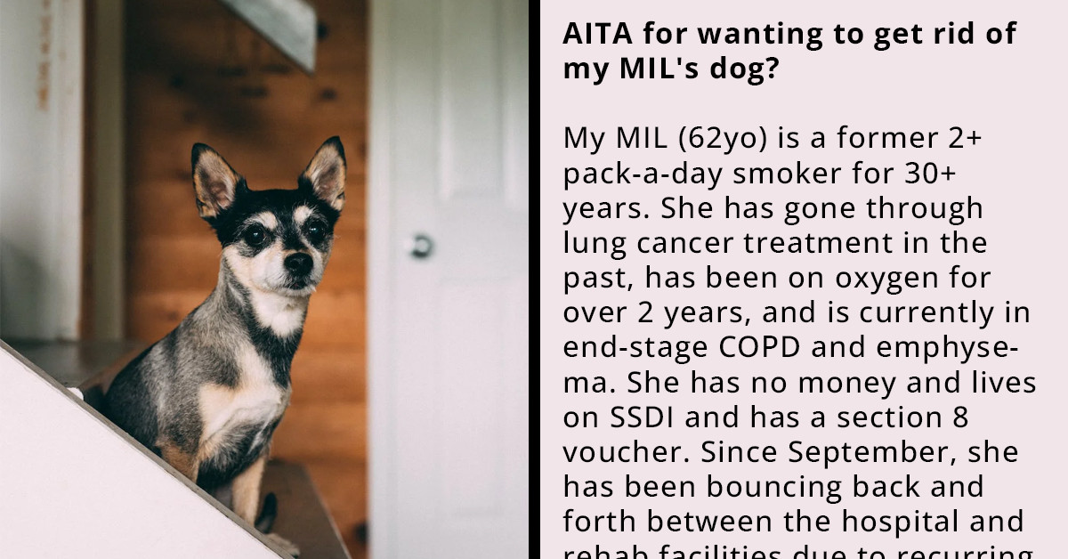 Redditor Wants to Get Rid of His Mother-in-Law's Dog Because He Is Terrorizing His Family; Wife Says No