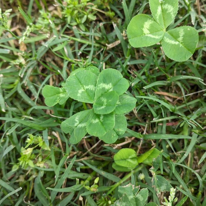 "I Found A 7-Leaf Clover In The Park!"