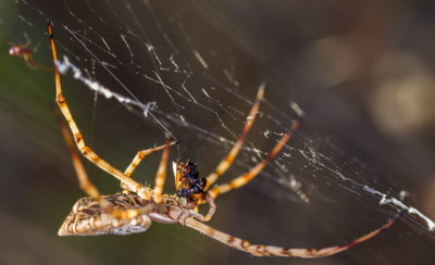 The Most Dangerous Spiders in the World (and Why the Scariest One Hasn't Killed Anyone Since 1979)
