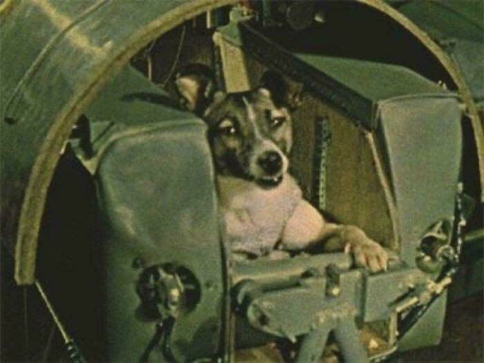 "The Last Photo Of Laika, The First Dog In Space. No Provisions Were Made For Her Return. 1957"