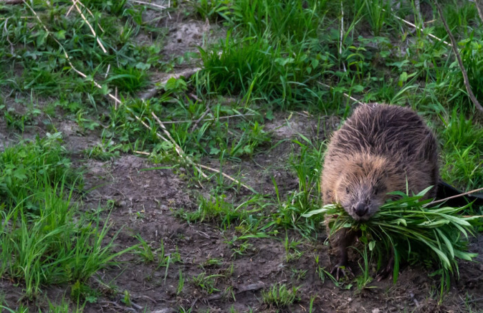 7. Prairie Voles