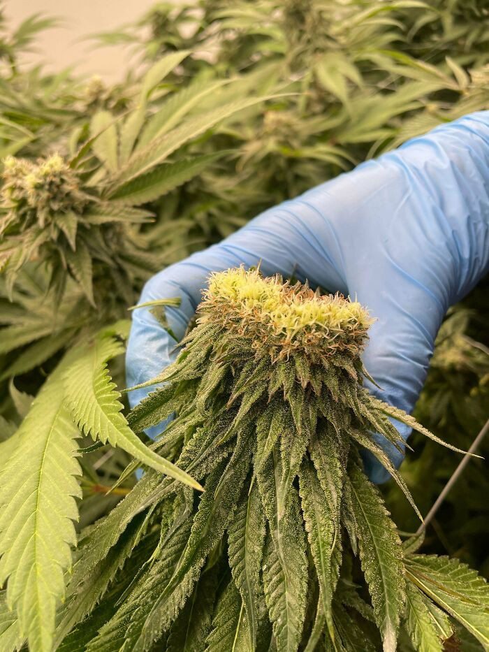 "Lil Fasciation On A Cannabis Plant"