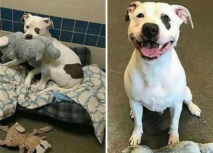 38. A sad shelter dog whose only friend was this elephant toy learns that he and his toy are getting a new home.