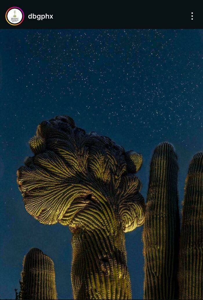 "Beautiful Example From The Desert Botanical Garden In Phoenix"
