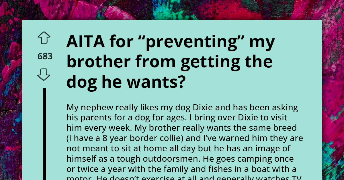 Man Blames Sister For Shattering His Dream Of Owning Border Collie, Despite Family's Unsuitability For High-Energy Breed