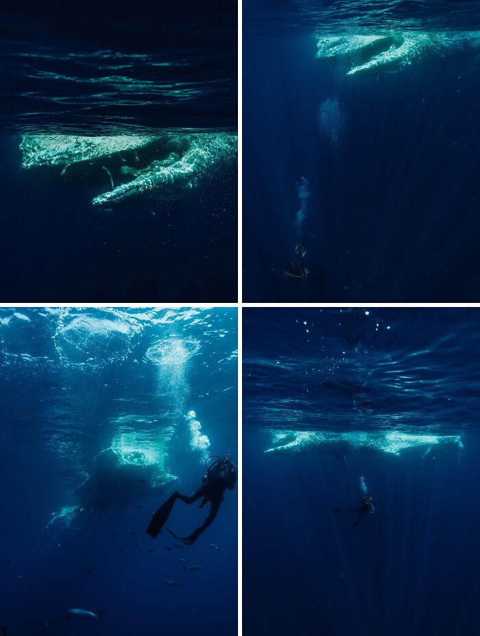 "Found A Decomposing Humpback Whale Carcass Yesterday. Quite Interesting"