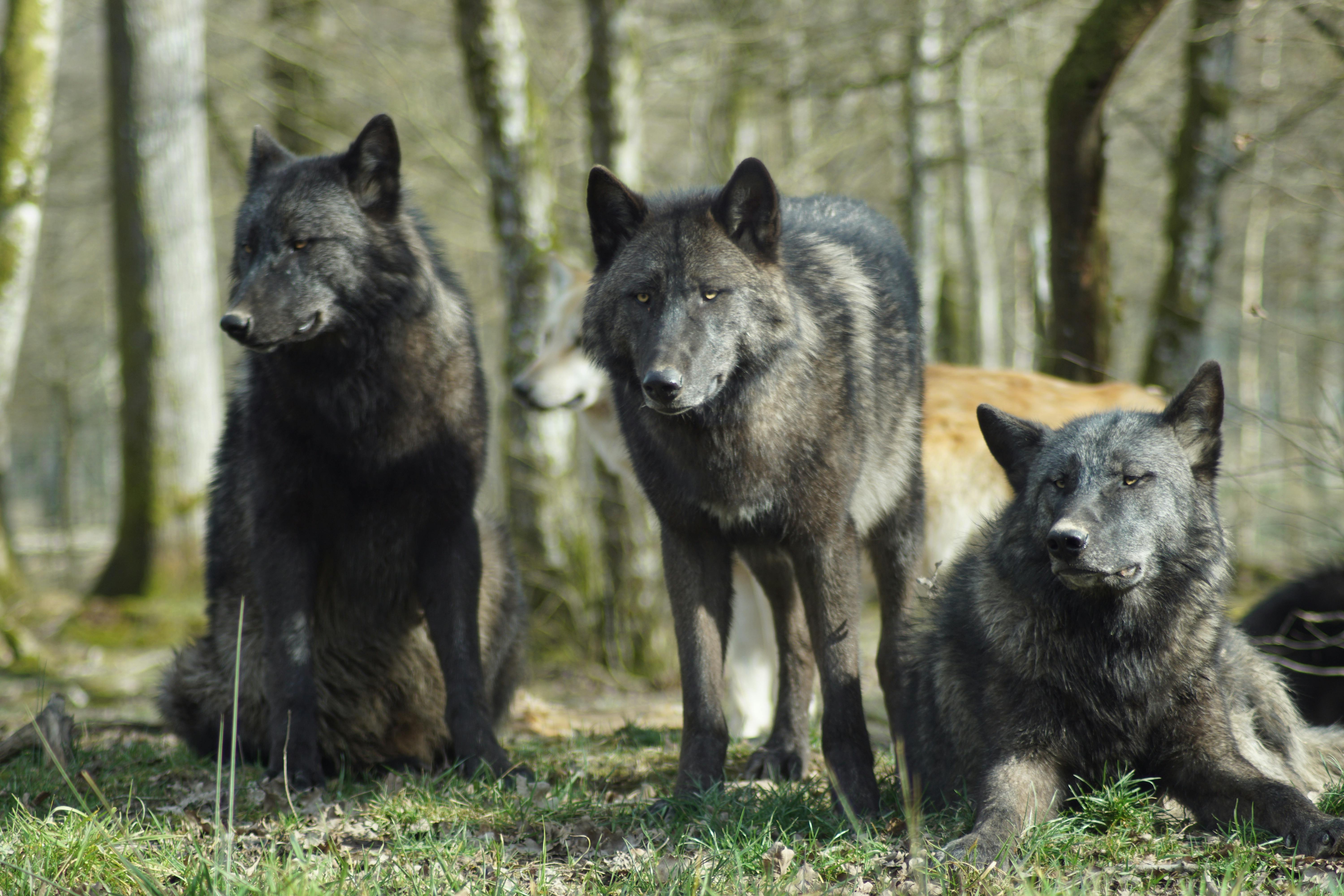 Infected wolves were 11 times more likely to leave their original pack and an astonishing 46 times more likely to rise to leadership