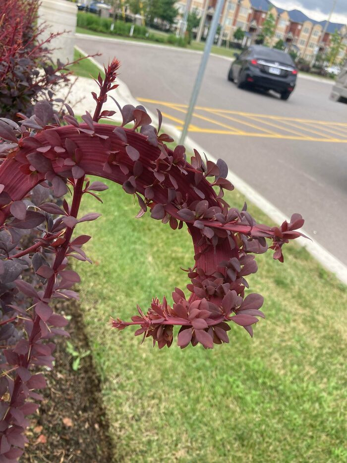 "Fasciated Barberry I Spotted While At Work !"