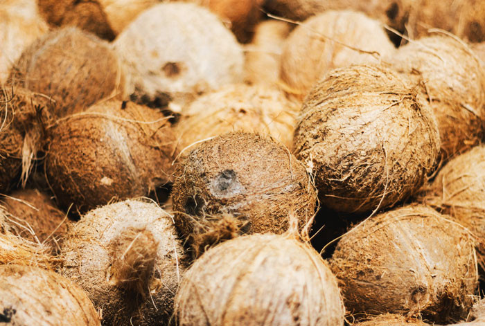 26. Some Hindu rituals involve slamming coconuts