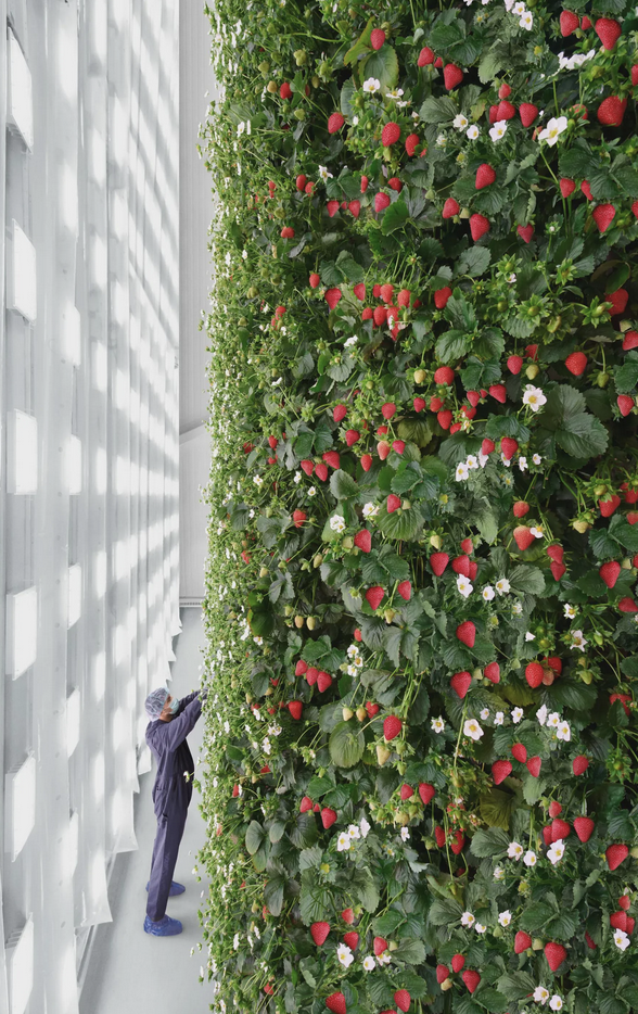 11. Berries - if they will be consumed on the same day of purchase, it's best to keep berries unrefrigerated because moisture inside the fridge can damage them.