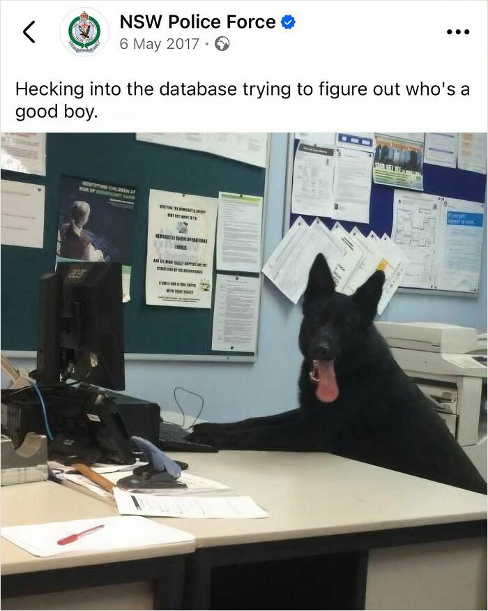"Imagine The Police People Actually Placing The Dog In Their Chair And Taking This Photo"