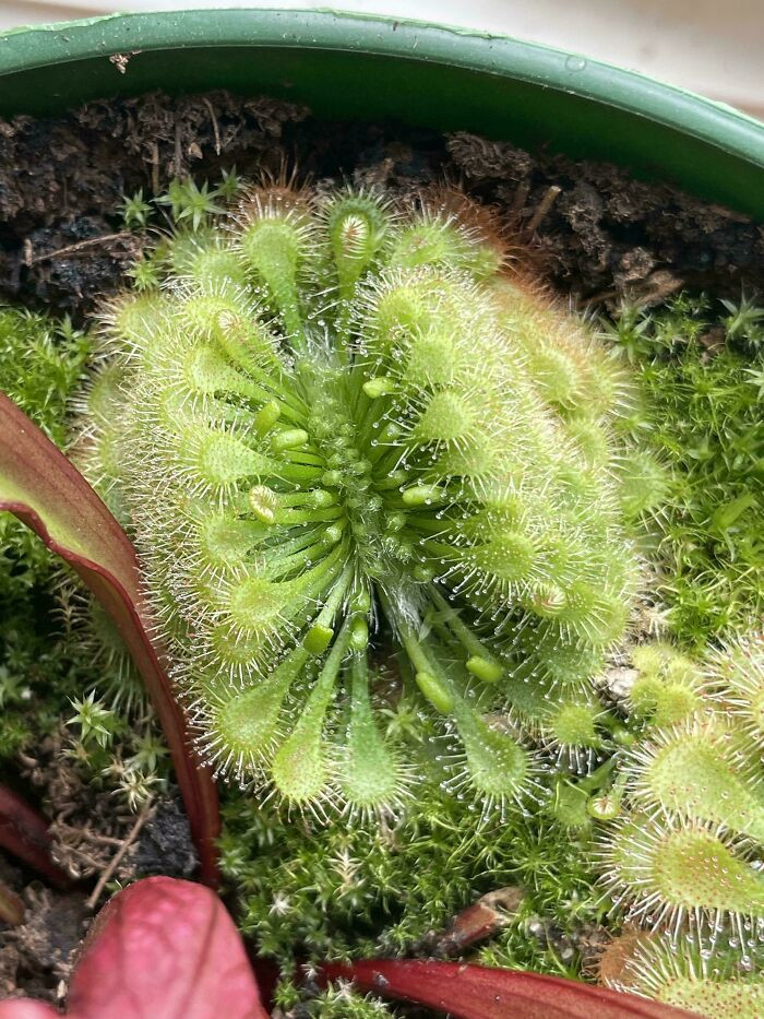 Cucumber with strange, fasciated shape, plus surrounding fruit from a nursery haul.