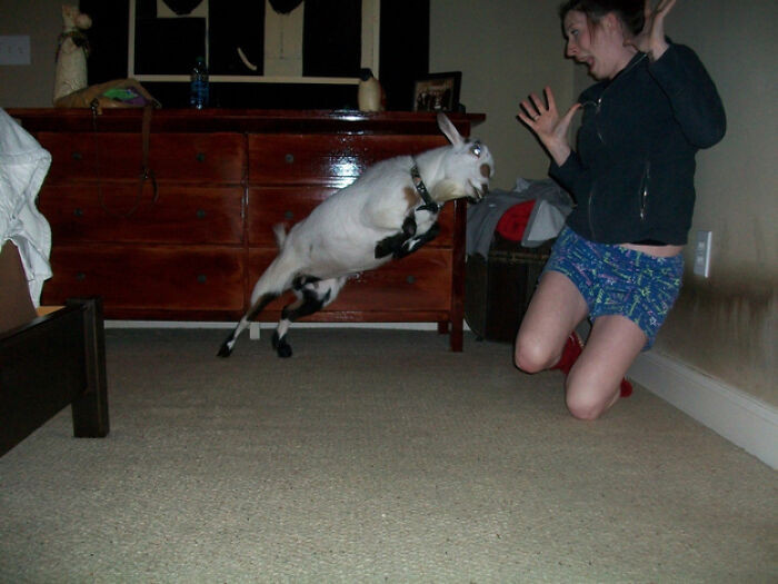 "Taken Before Deciding To Maybe Put The Goat Back Outside"
