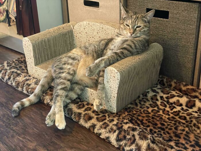12. The Most Interesting Cat In The World