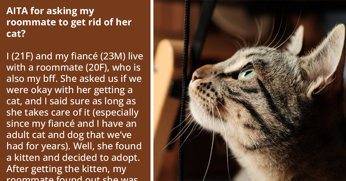 Redditor Wants Her Depressed Pregnant Roommate To Get Rid Of The Cat She Is Maltreating